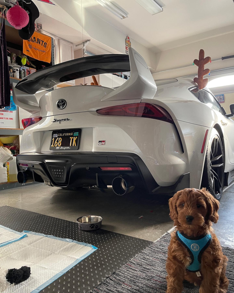 Happy Mini Goldendoodle Pup in South San Francisco CA