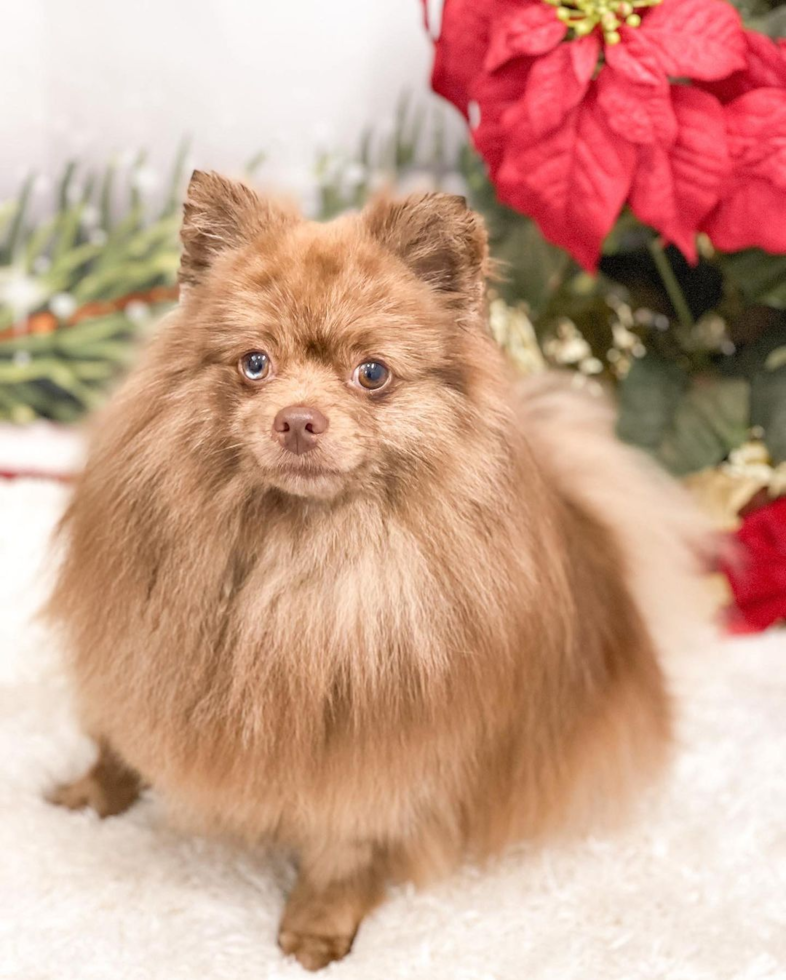 Happy Pomeranian Pup in Iowa County TX