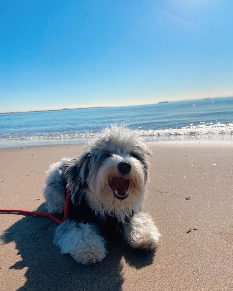 Happy Aussiechon Pup