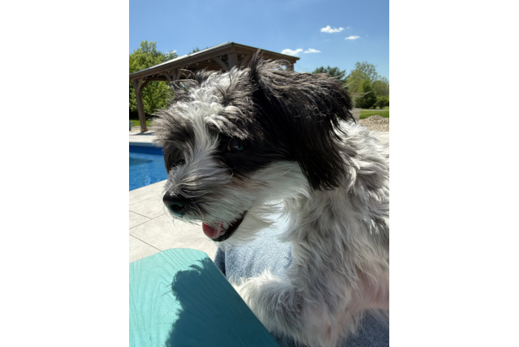 Sweet Morkie Baby