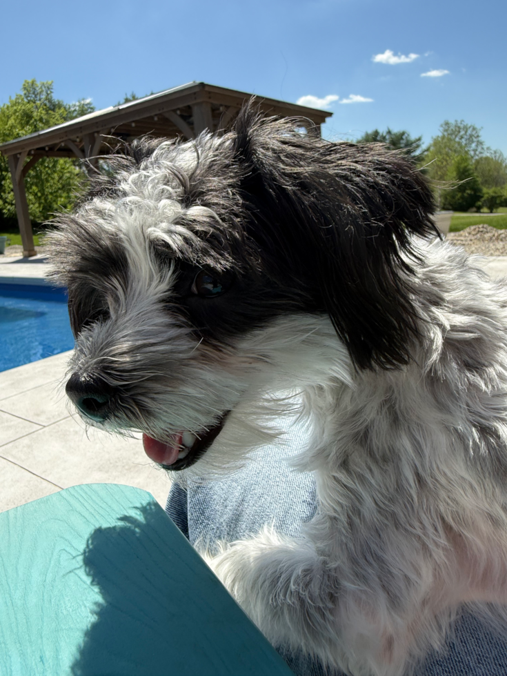 Morkie Pup