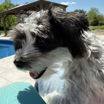 Morkie Pup