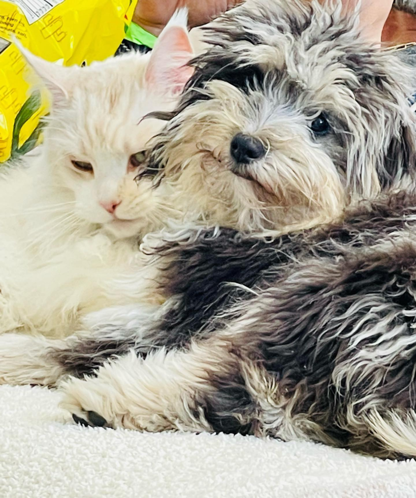 Adorable Aussiepoo Poodle Mix Pup