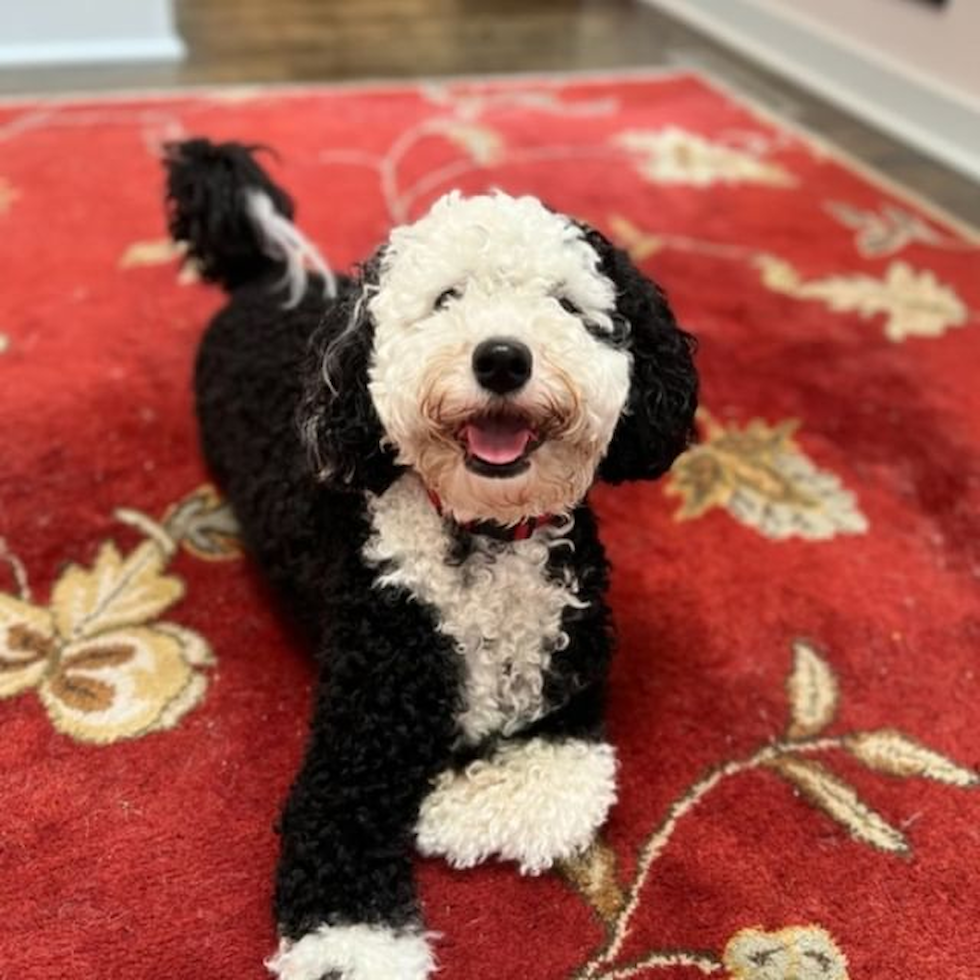 Pittsburgh Mini Sheepadoodle Pup