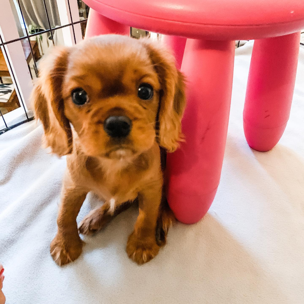 Sweet Cavalier King Charles Spaniel Pup in Fort Lee NJ