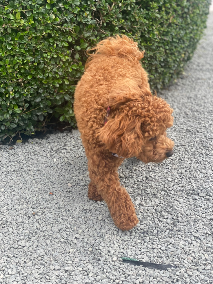 Happy Mini Goldendoodle Pup