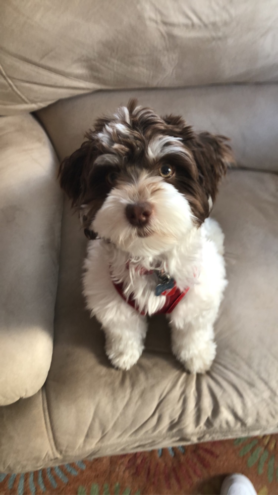 Hypoallergenic Havanese Pup