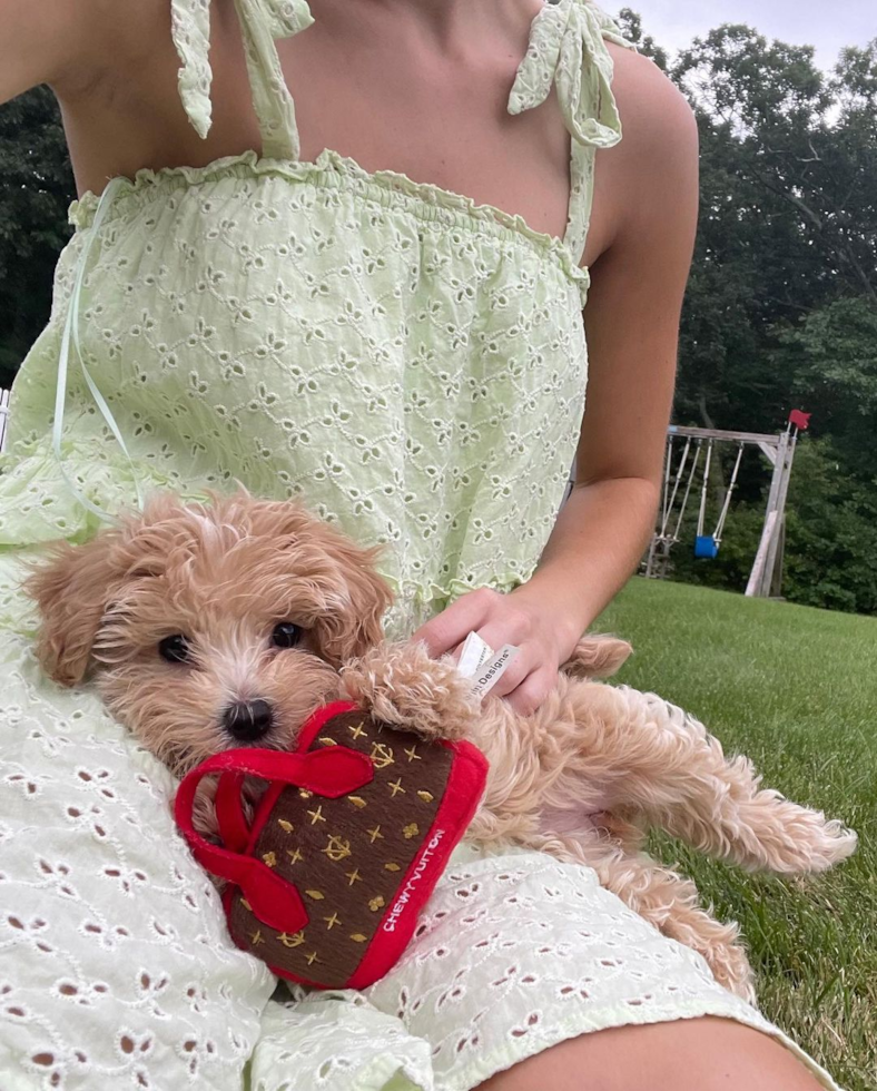 Cute Maltipoo Pup