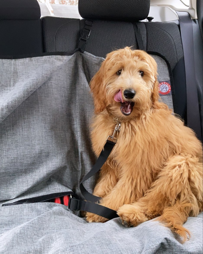 Holtsville Mini Goldendoodle Pup