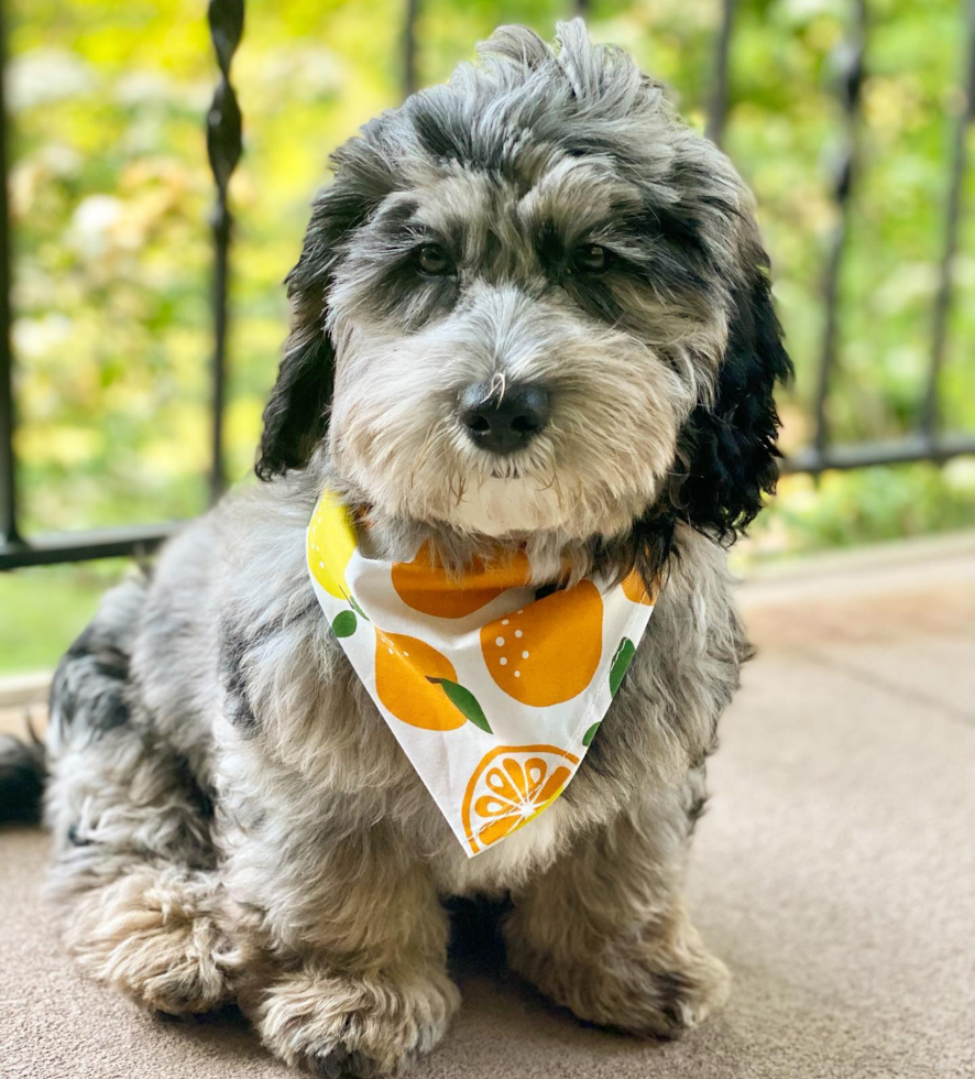 Louisville Mini Sheepadoodle Pup