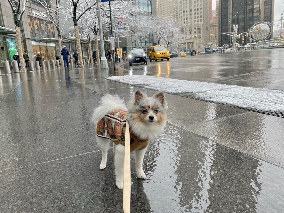 Smart Pomeranian Pup in San Francisco CA