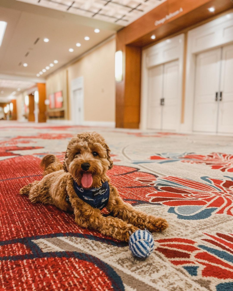 Cavapoo Being Cute