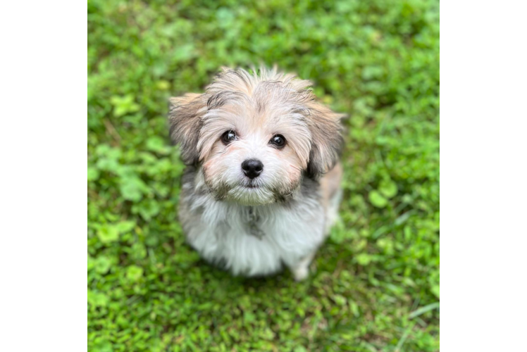 Little Australian Designer Puppy