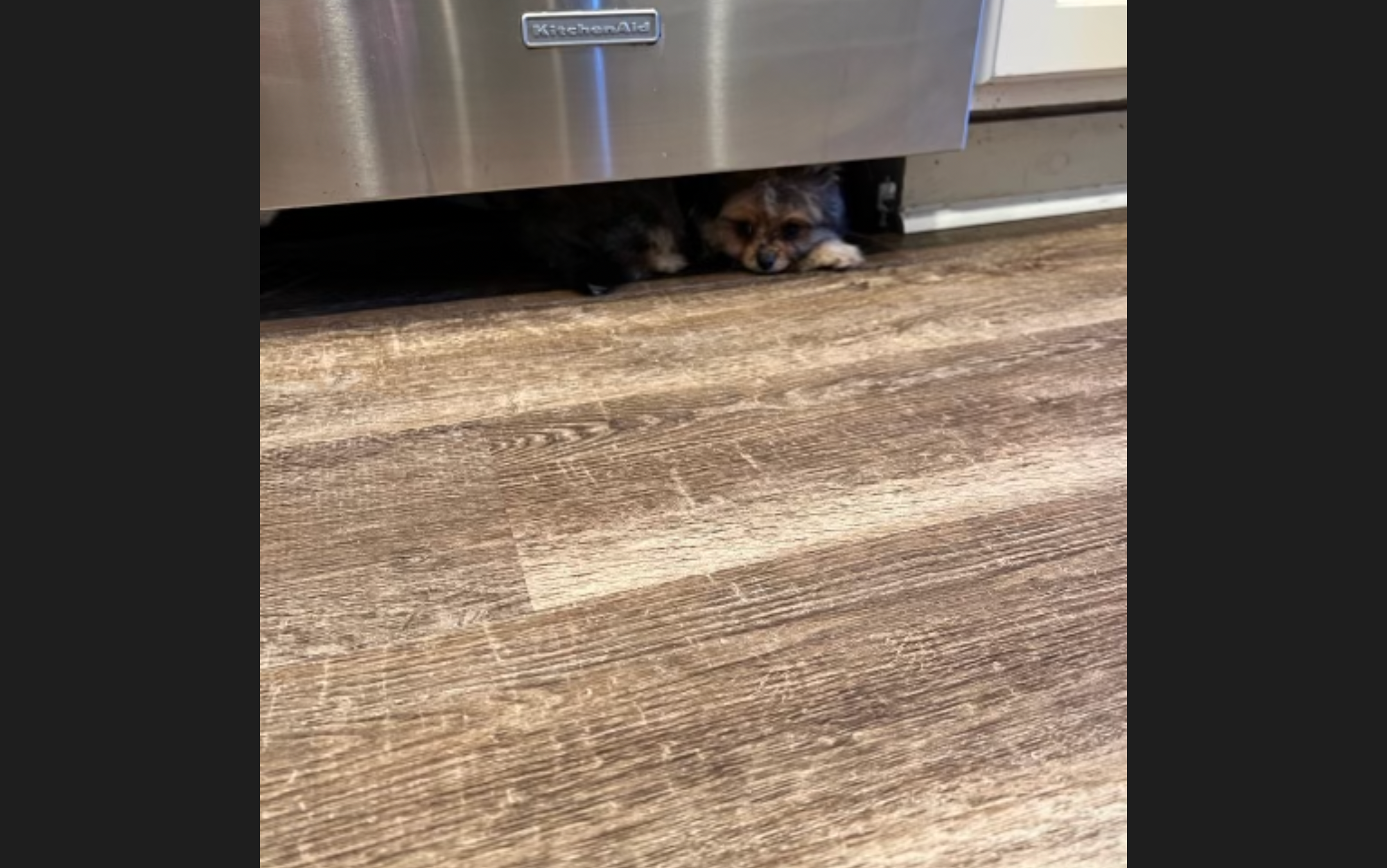 Pomeranian Puppy for Adoption
