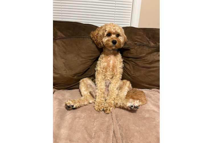 Adorable Cavoodle Poodle Mix Puppy