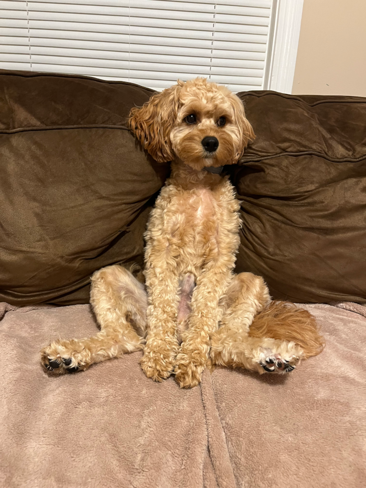 Small Cavapoo Pup in