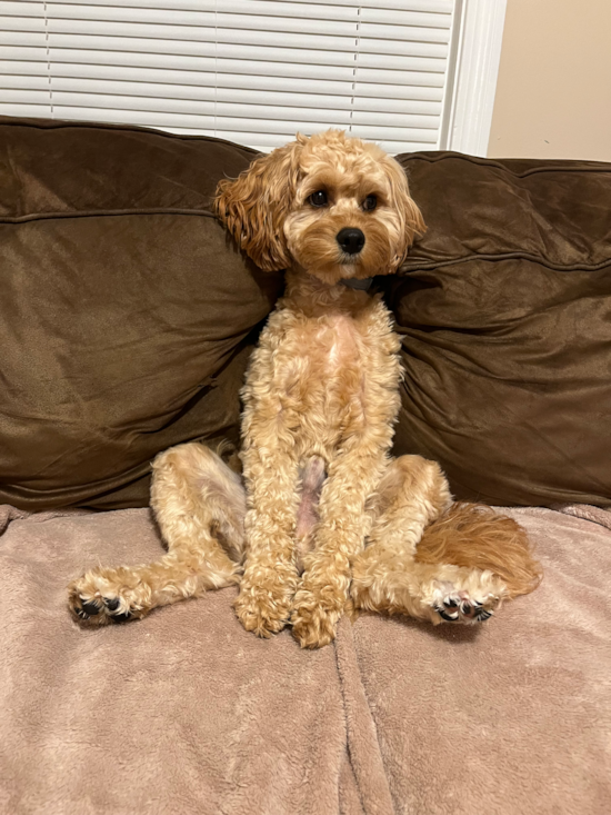 Small Cavapoo Pup in