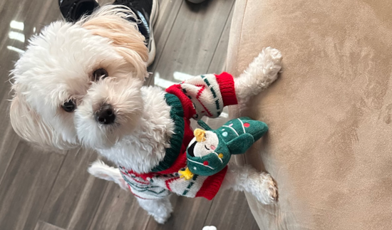 Maltipoo