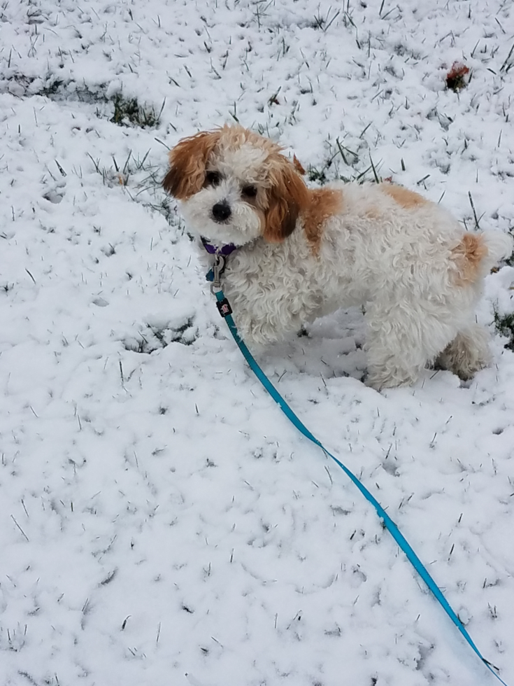 Small Poochon Pup