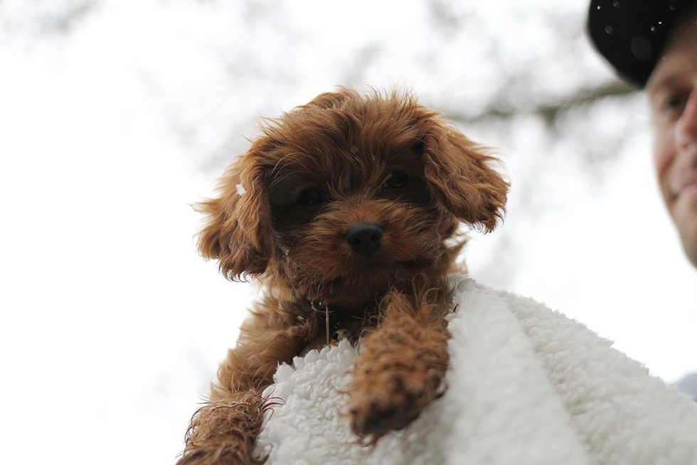 Funny Cavapoo Poodle Mix Pup