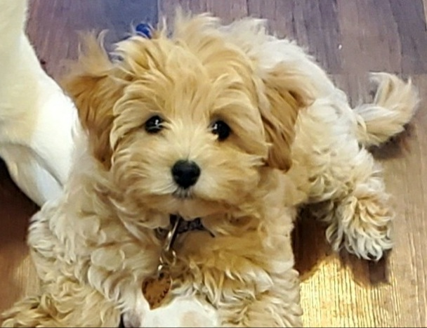 Friendly Maltipoo Baby