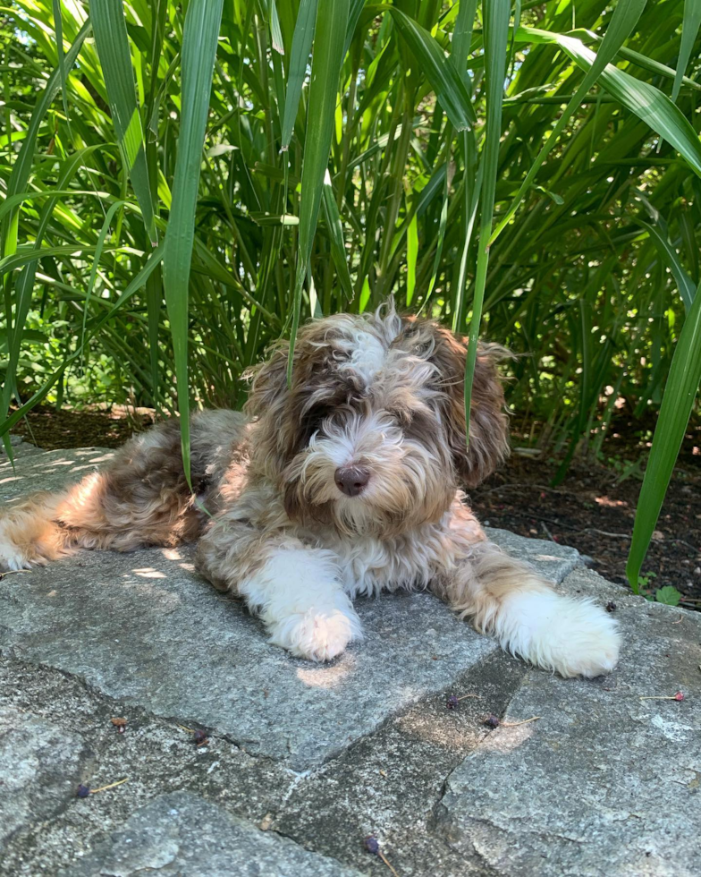 Mini Aussiedoodle Being Cute