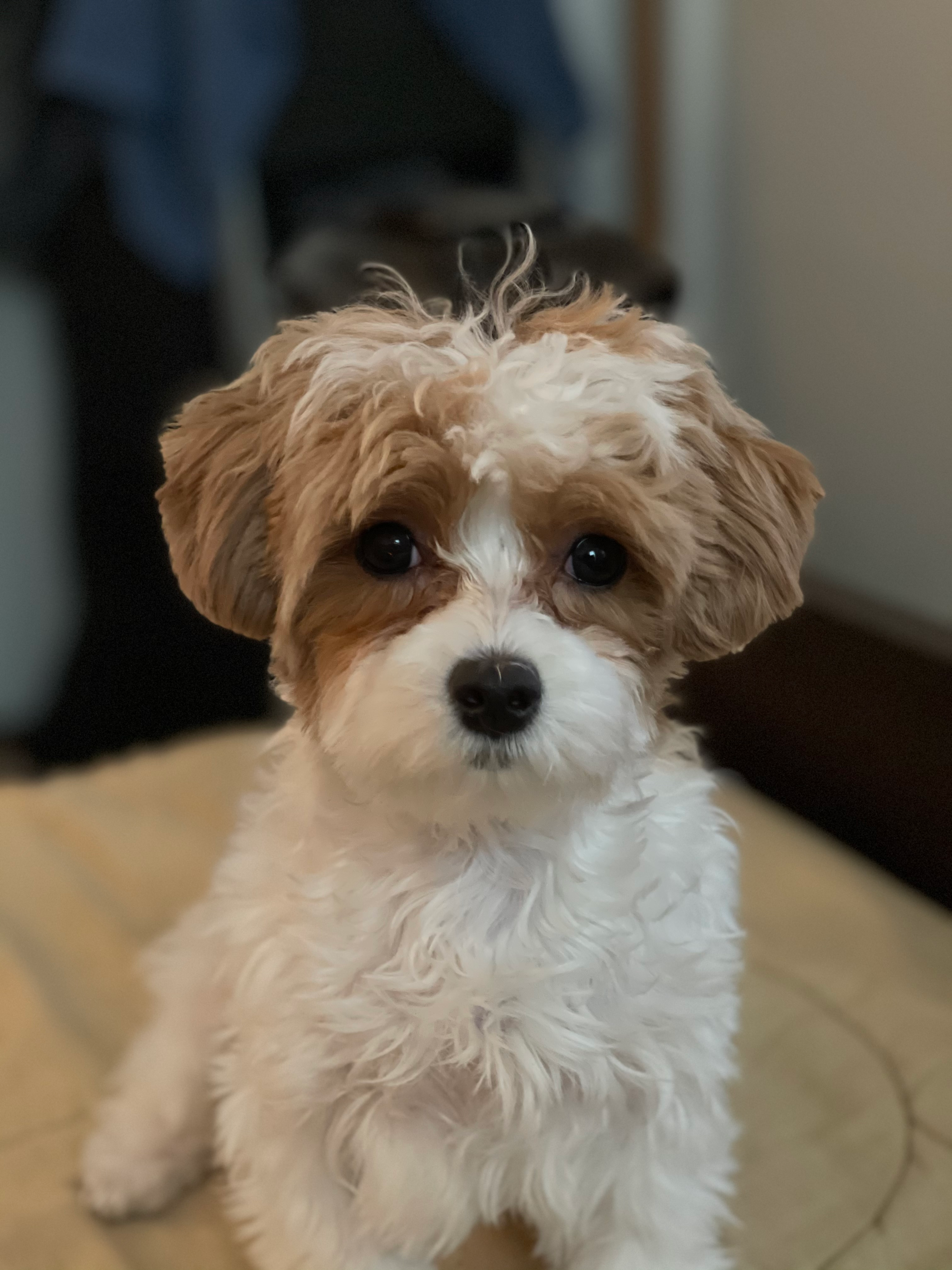 Maltipoo Pup Being Cute