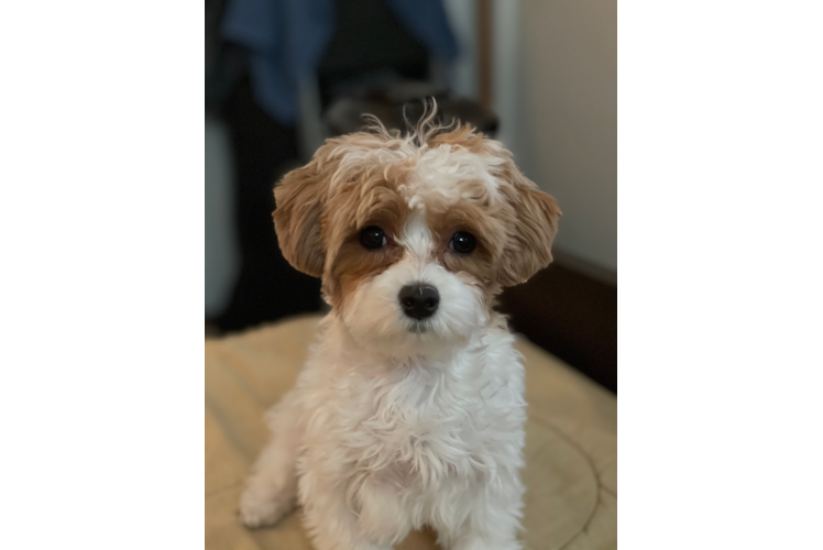 Maltipoo Pup Being Cute