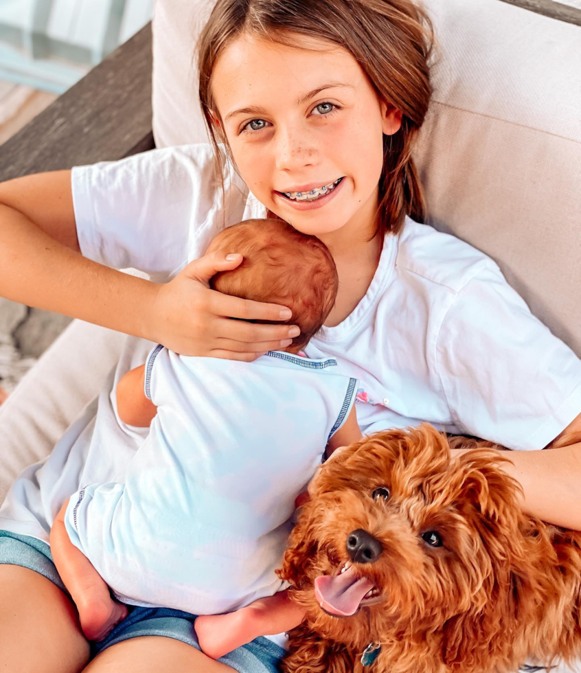 Smart Cavapoo Poodle Mix Pup