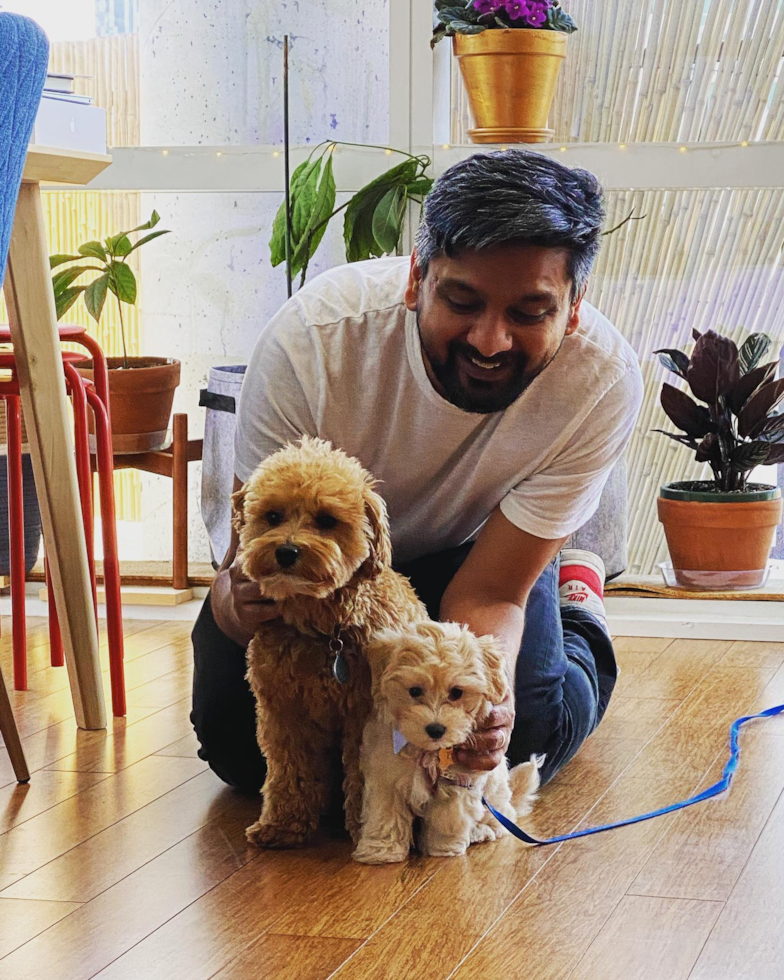 Sweet Maltipoo Pup in Brooklyn NY