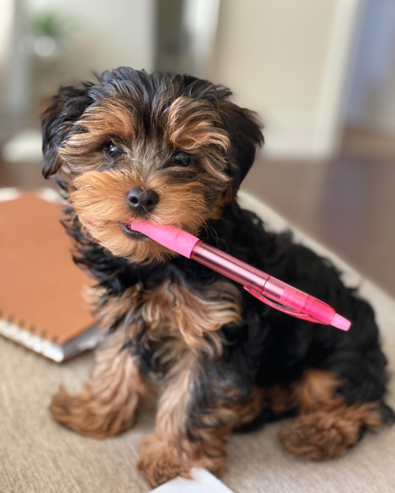 Popular Yorkie Poo Poodle Mix Pup