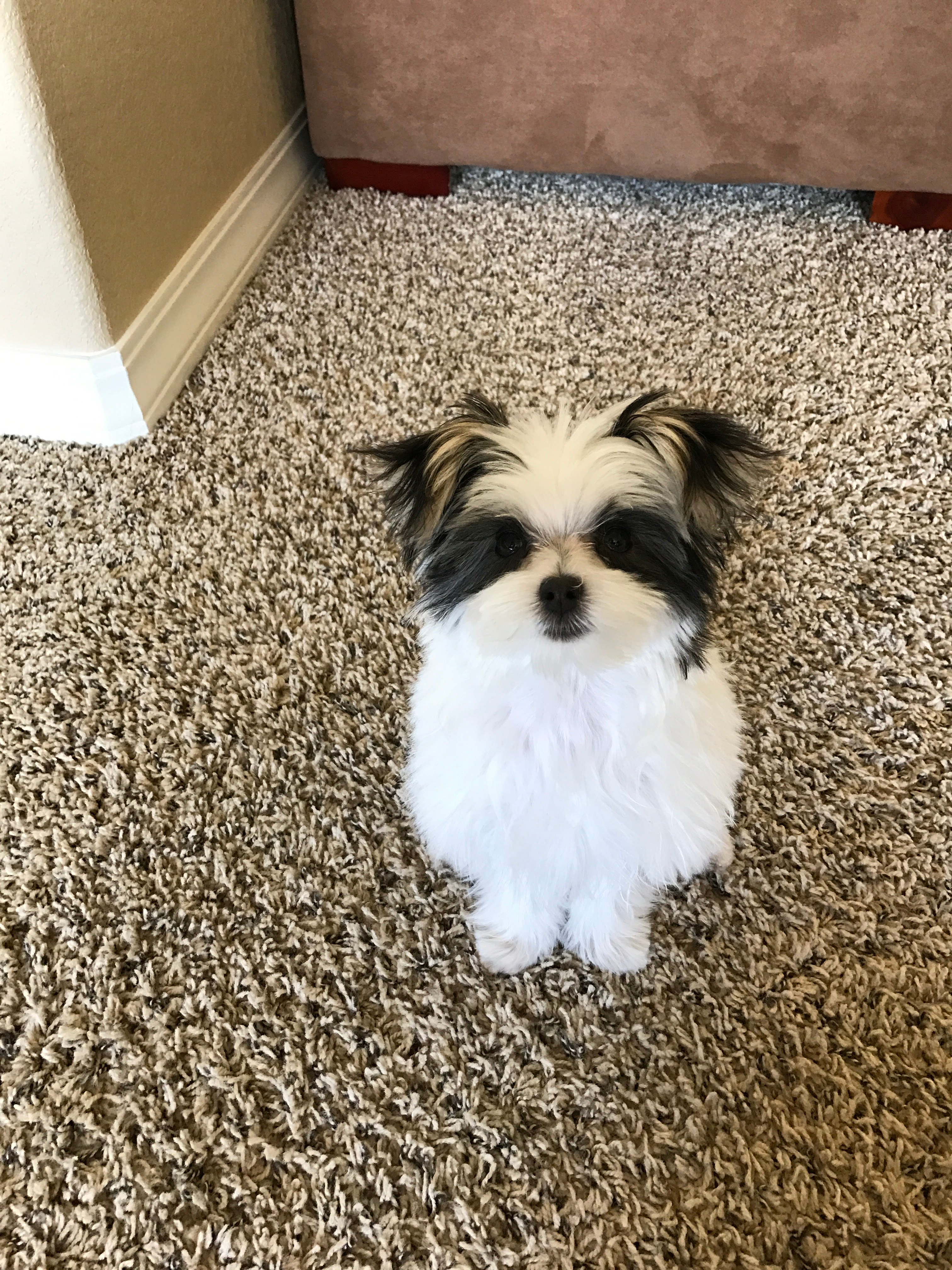 Morkie Pup Being Cute