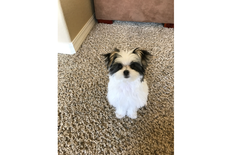 Morkie Pup Being Cute