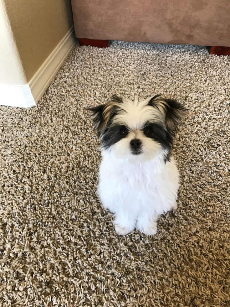 Friendly Morkie Pup