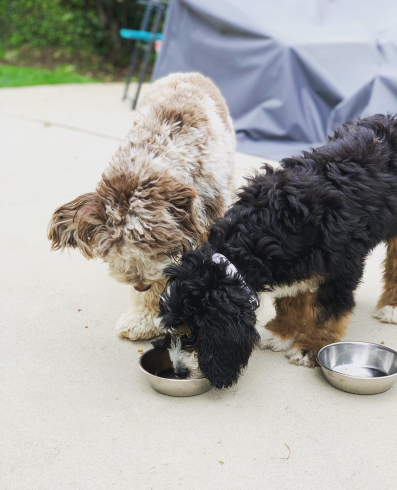 Happy Mini Aussiedoodle Pup in Encino CA