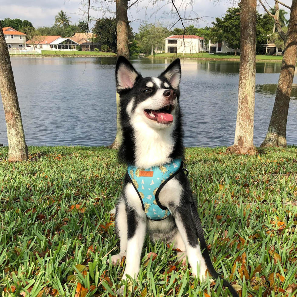 Energetic Mini Husky Designer Pup