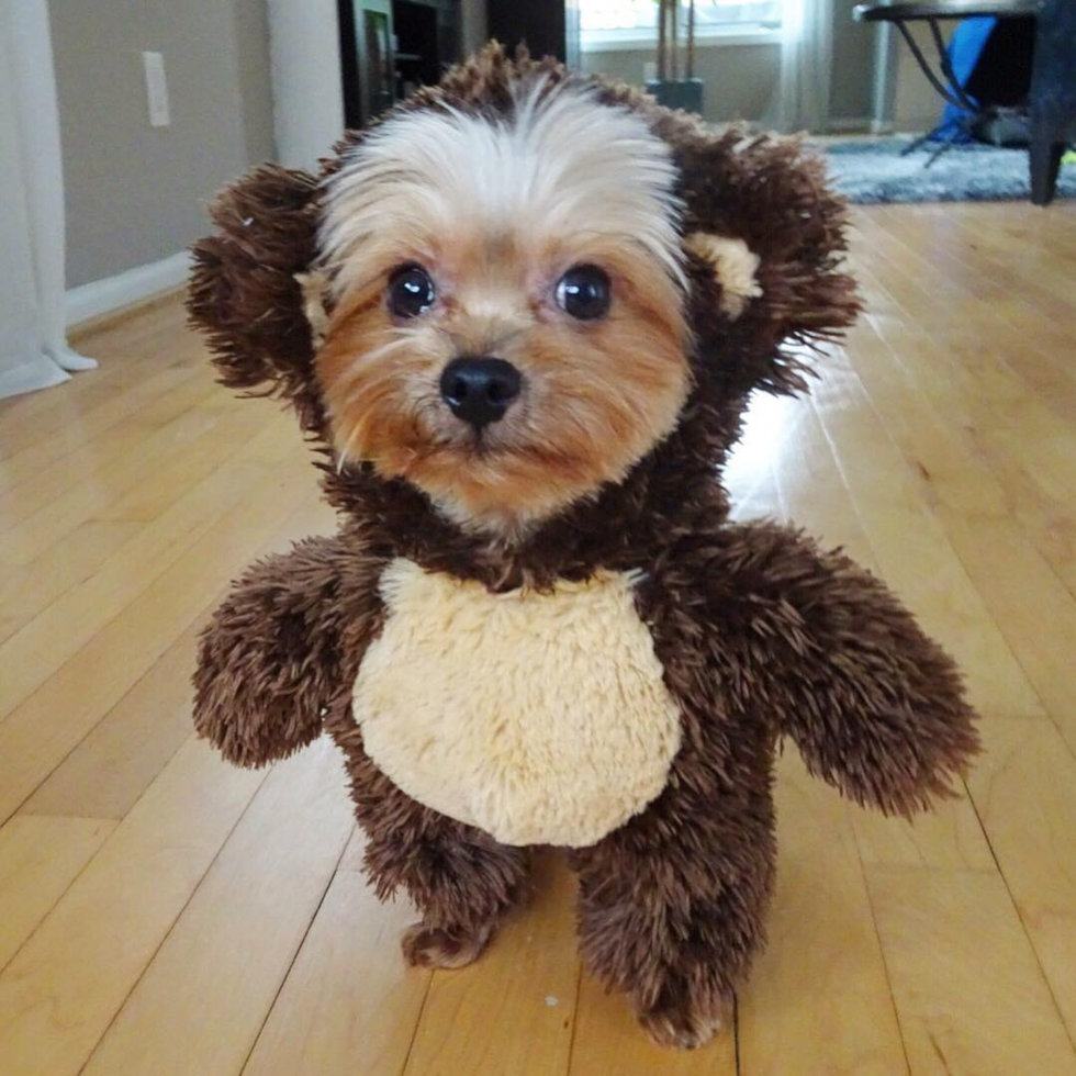 Playful Yorkshire Terrier Purebred Pup