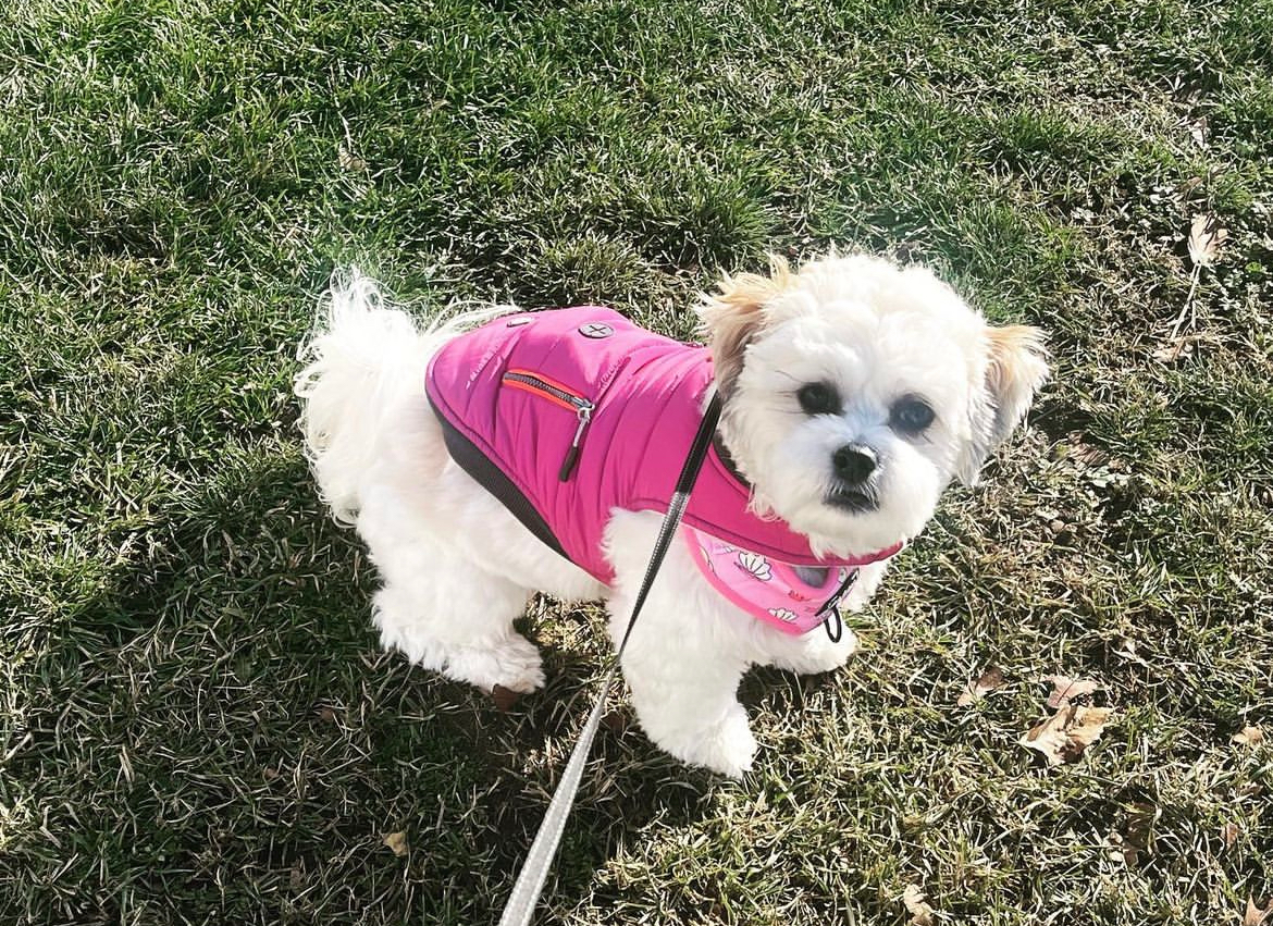 Fluffy Teddy Bear Designer Pup