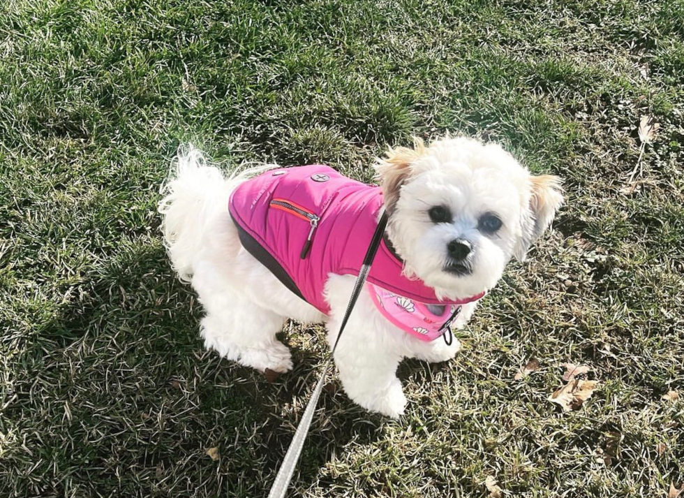 Friendly Teddy Bear Pup