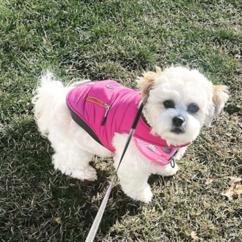 Friendly Teddy Bear Pup