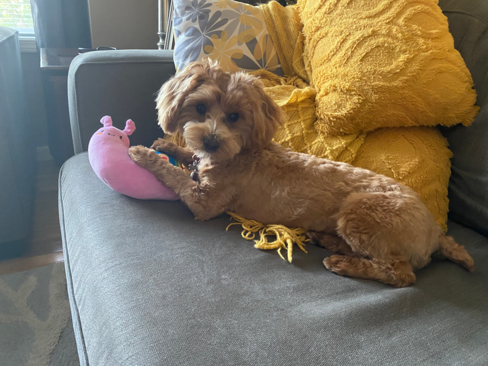 Maltipoo Being Cute