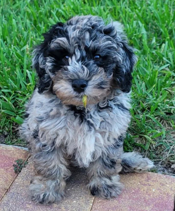 Fashion blue merle mini labradoodle