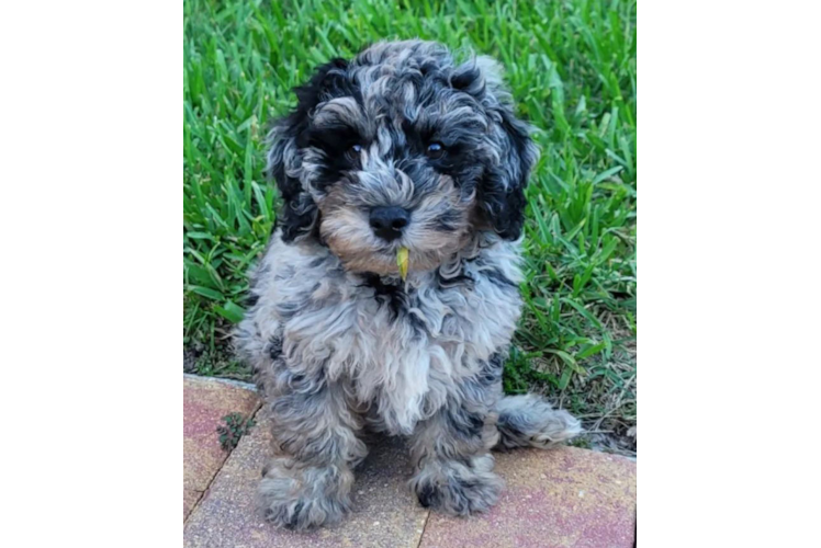 Fluffy Mini Labradoodle Poodle Mix Pup