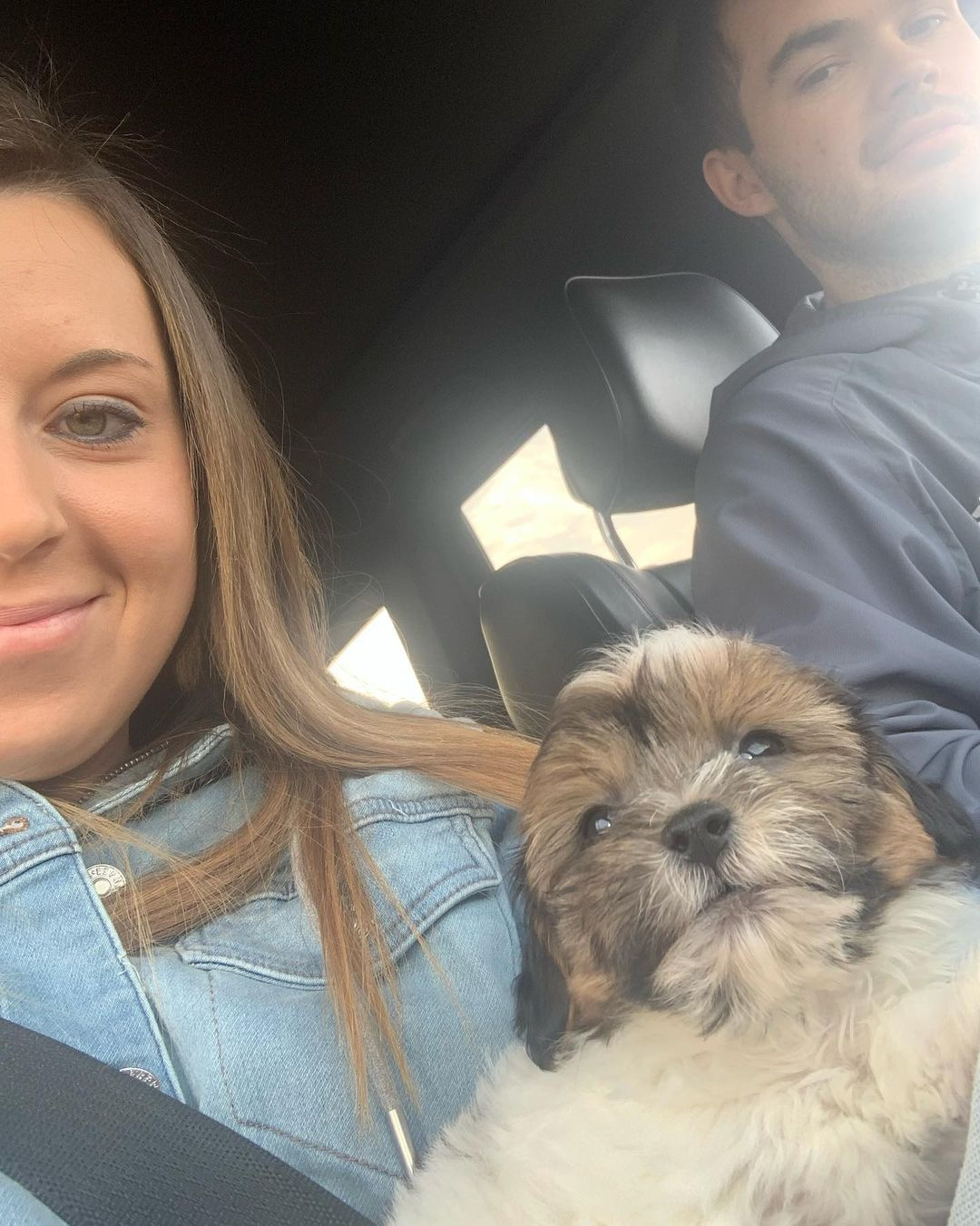 Teddy Bear Puppy for Adoption