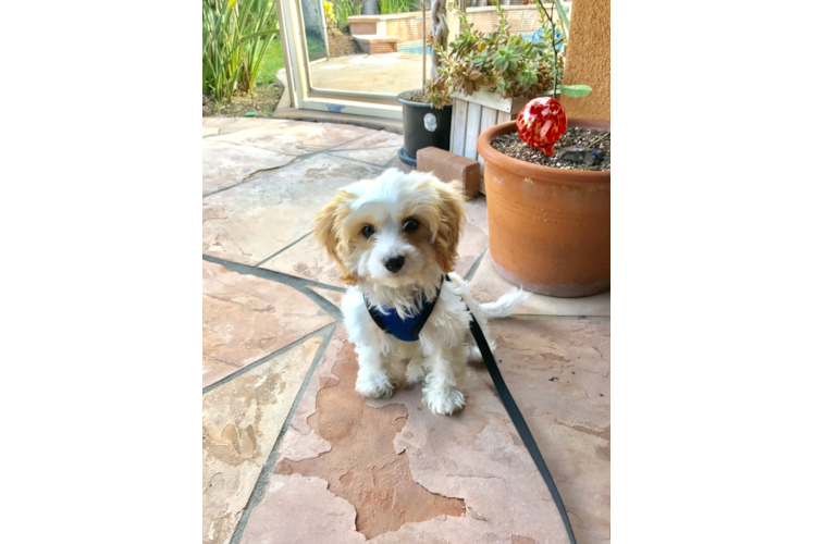 Cavapoo Puppy for Adoption