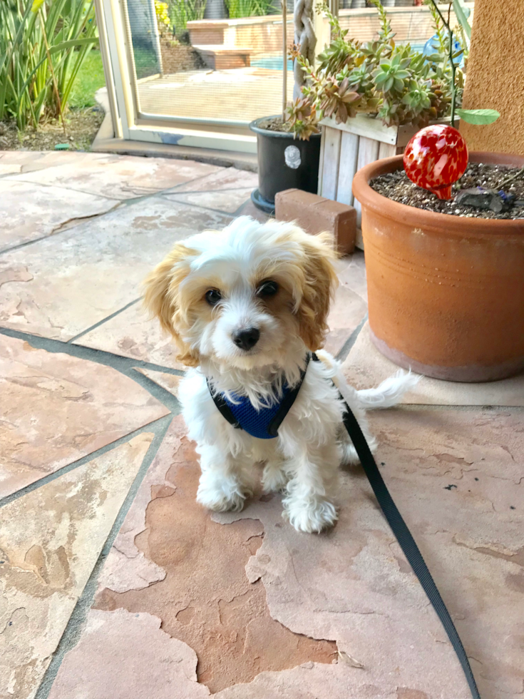 Ladera Ranch Cavapoo Pup