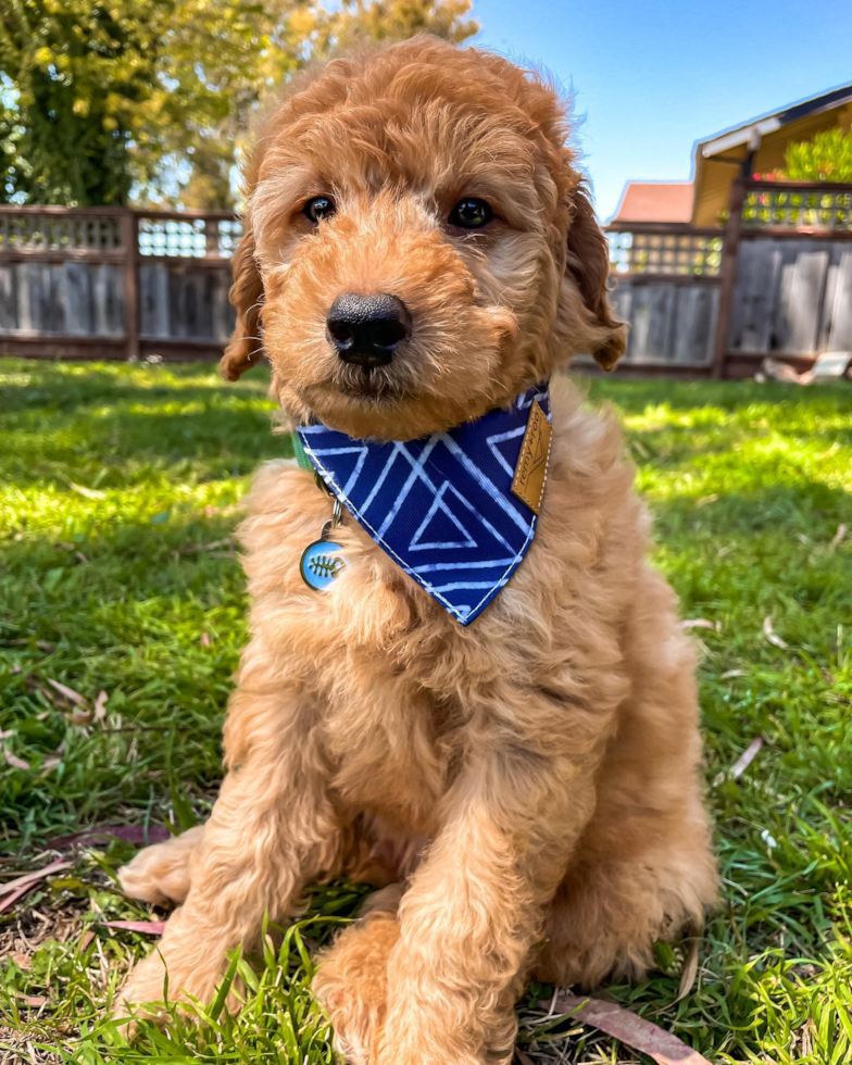 Friendly Mini Goldendoodle Pup in San Jose CA