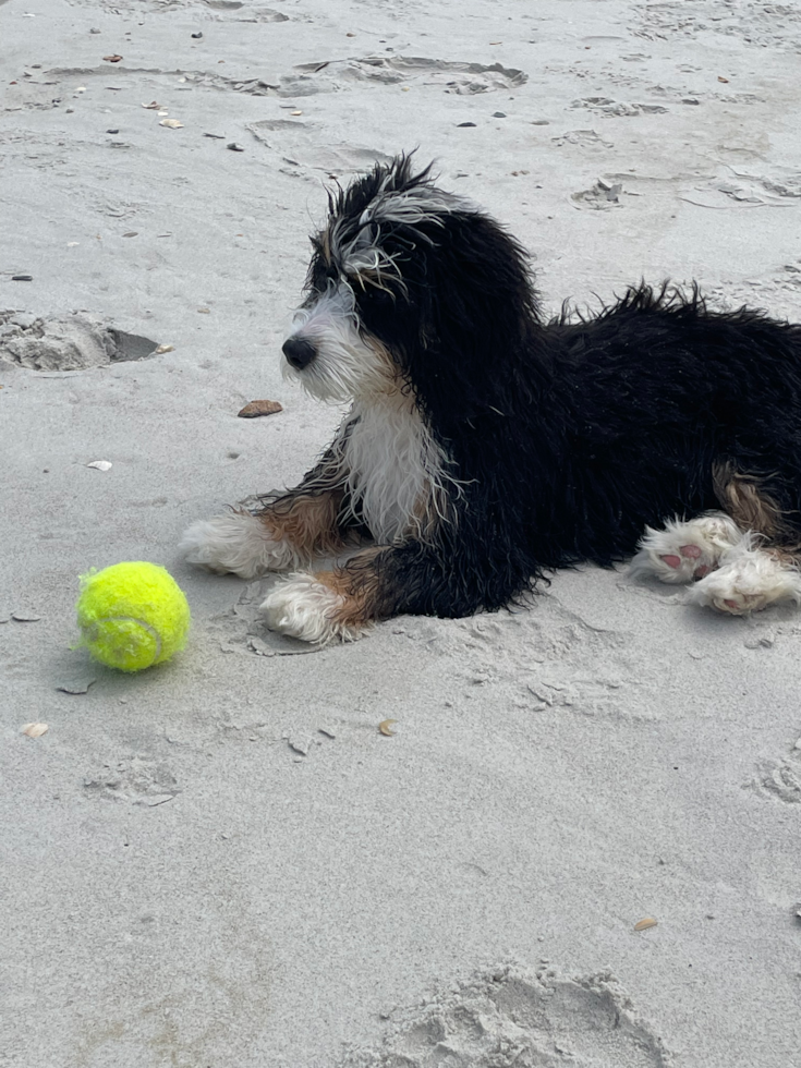 Happy Mini Bernedoodle Pup