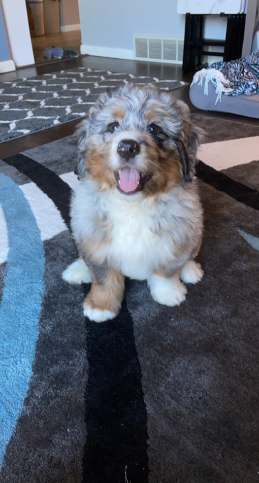 Cute Mini Bernedoodle Pup