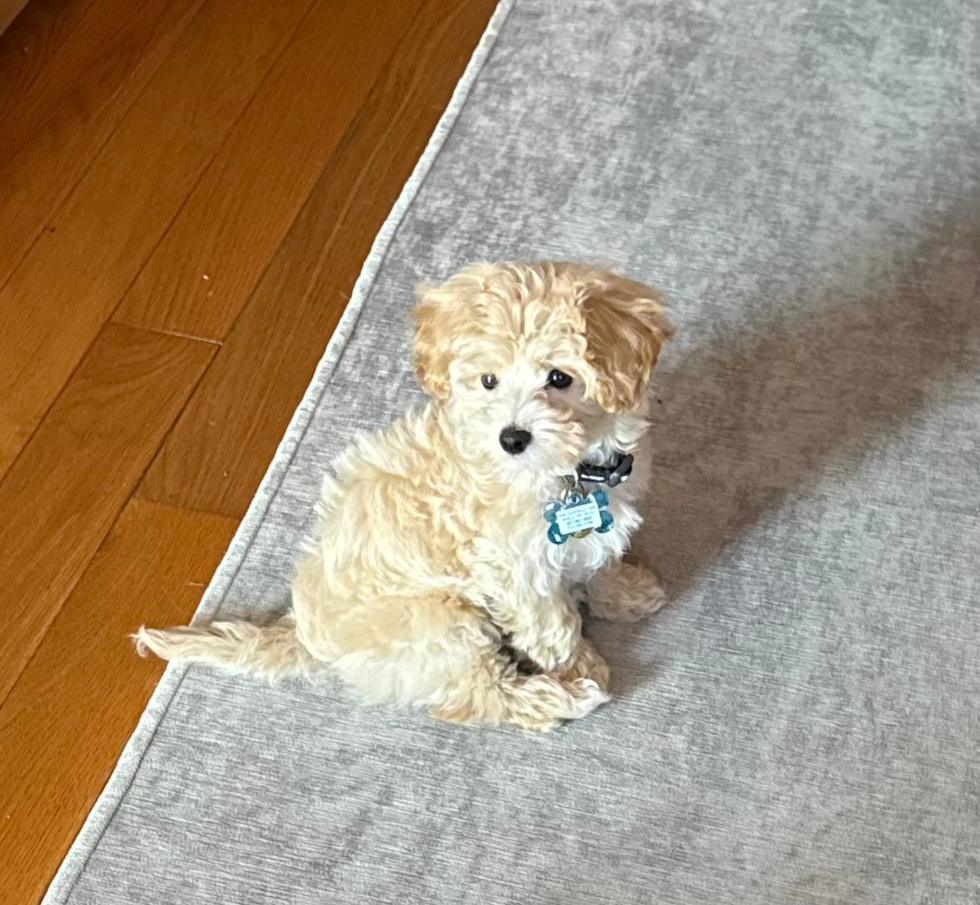 Friendly Maltipoo Pup in